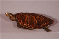 藏品(玳瑁)的圖片